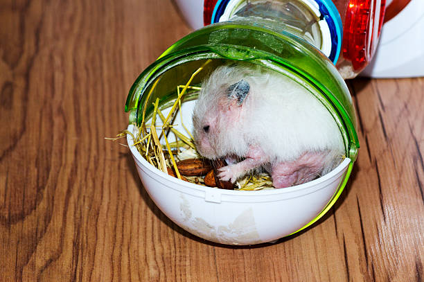 Hamster stock photo