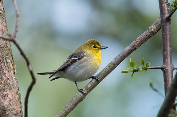istock Yellow-throated Vireo 517816883
