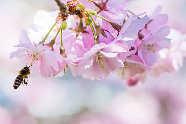 istock Flying Bee and Pink Cherry Blossoms 517817259