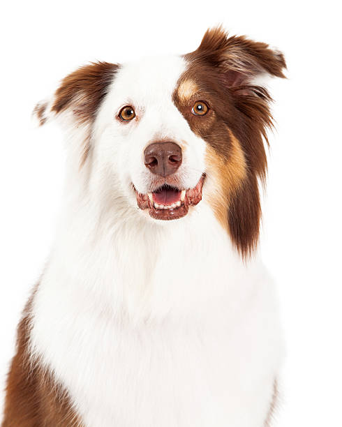 istock Head Shot of Beautiful Border Collie 517817363