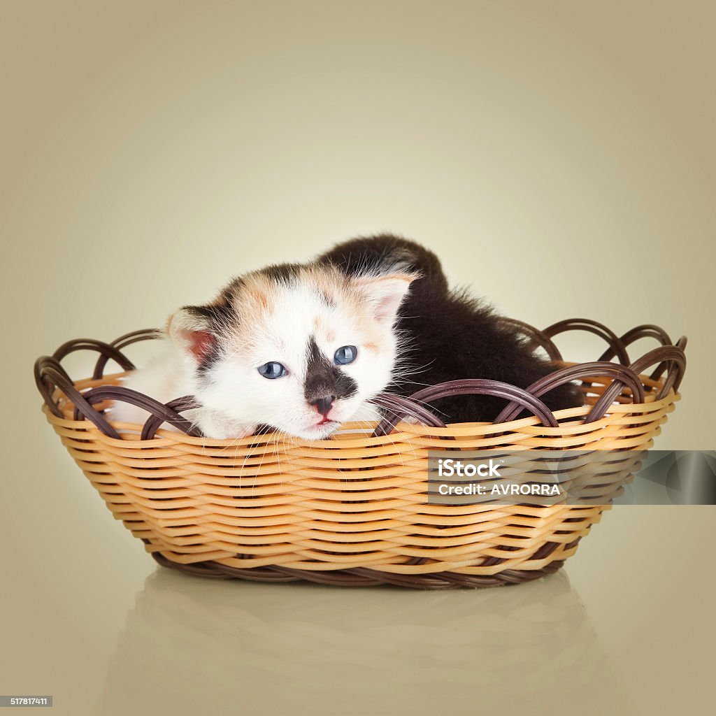 Two little kittens. Cat sitting in basket Animal Stock Photo