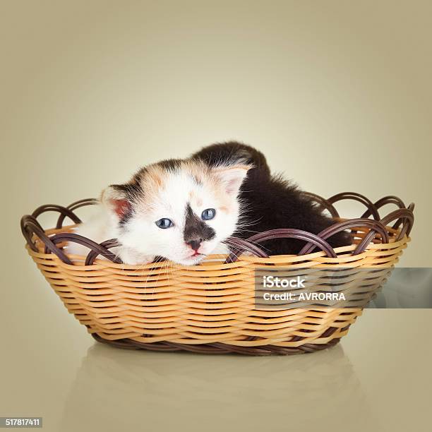 Two Little Kittens Cat Sitting In Basket Stock Photo - Download Image Now - Animal, Animal Whisker, Backgrounds