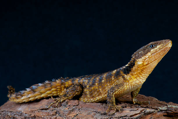 istock East African spiny-tailed lizard / Cordylus tropidosternum 517817765