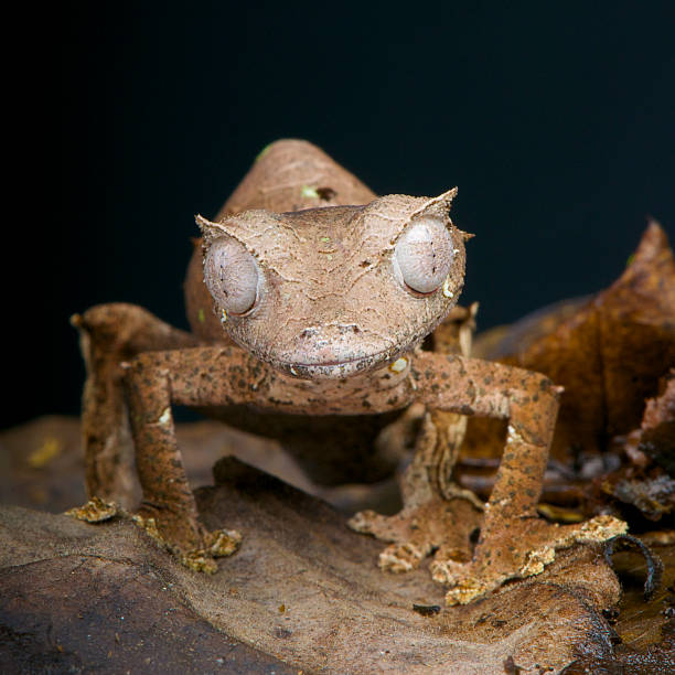 istock Satanic leaf-tailed gecko / Uroplatus phantasticus 517817775