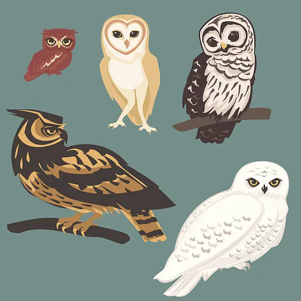 Vector illustration of Several species of Owls