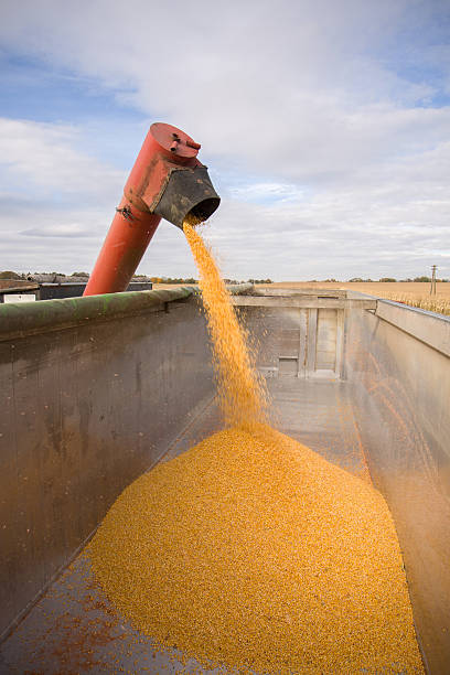 Corn tank stock photo