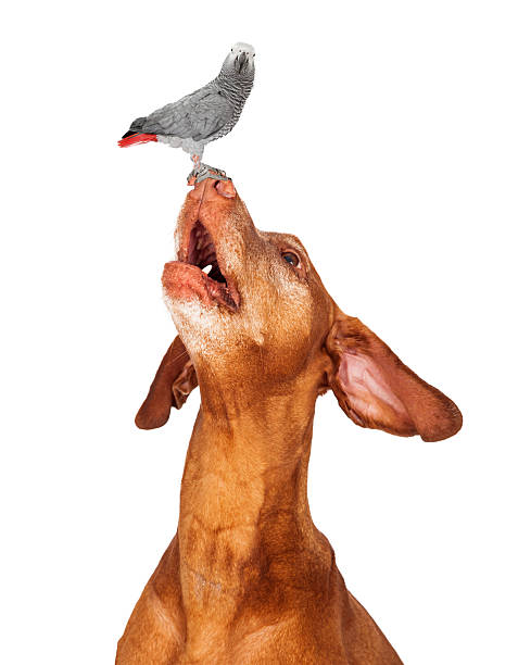 istock Vizsla dog looking up at a bird on his nose 517818511