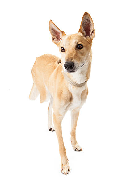 Mixed Breed Dog Missing Leg A cute young mixed breed dog with three legs three legged race stock pictures, royalty-free photos & images
