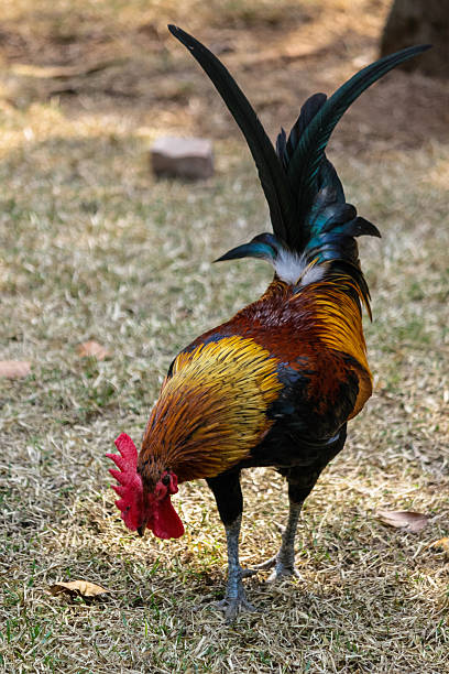 istock Rooster on the ground - Gallus 517828149