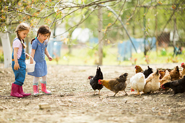 istock Two little girl feeding chickens 517828893