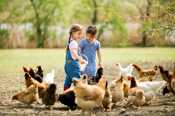 istock Two little girls feeding chickens 517828897
