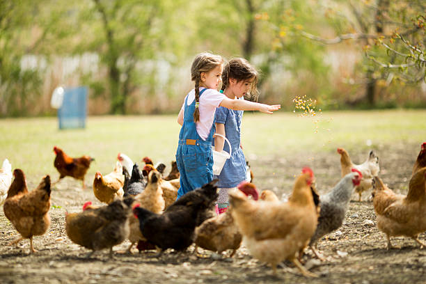 istock Two little girl feeding chickens 517828901