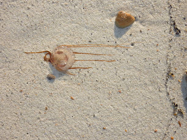 istock Jellyfish washed ashore in Pensacola Florida 517828931