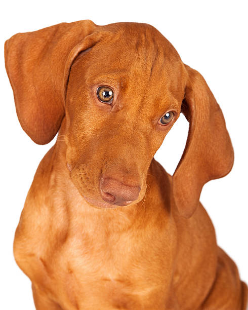 istock Vizsla Puppy Portrait Looking Down 517828933