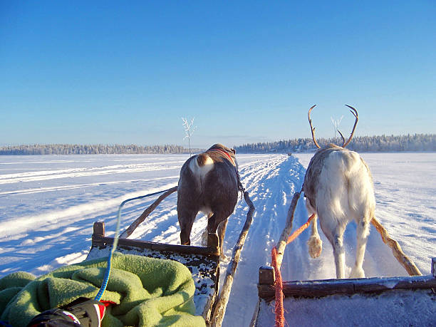 rena ride - animal sledding tobogganing snow finland imagens e fotografias de stock