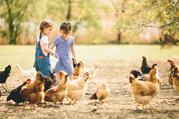 istock Two little girl feeding chickens 517829149