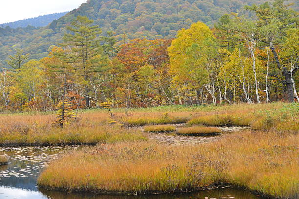 istock Ozegahara (Oze Marshland) in Autumn, Japan 517829609
