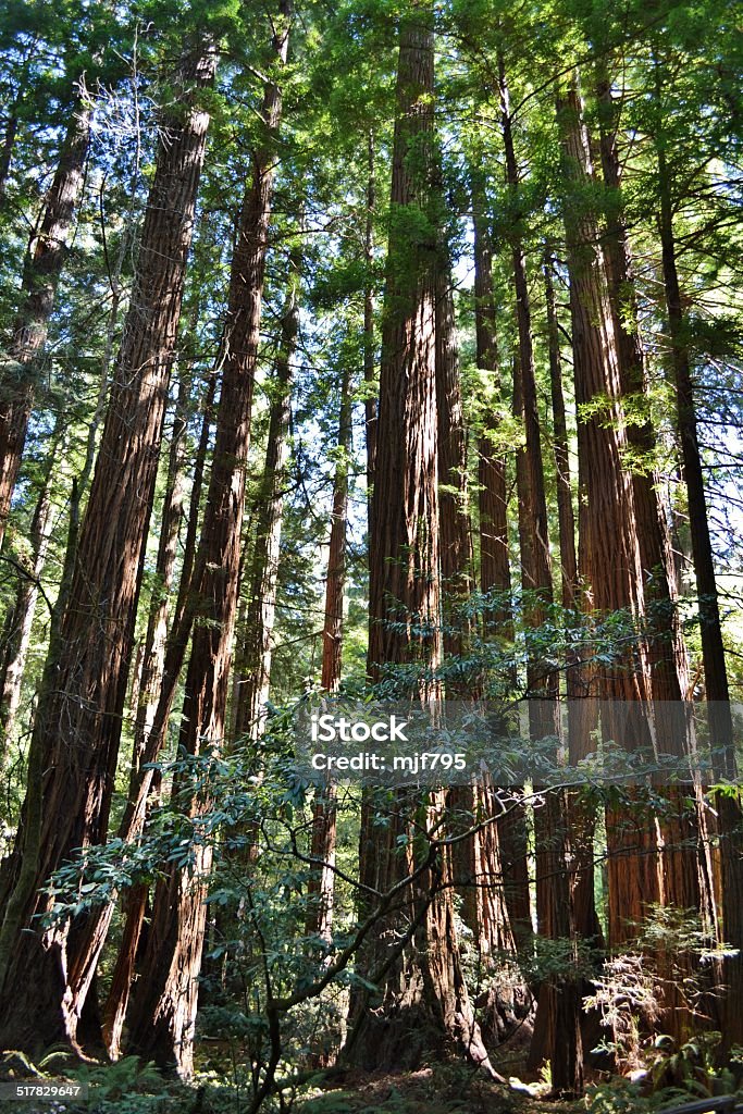 Redwood Trees at Muir Woods A Redwood forest at Muir Woods National Park, outside of San Francisco California California Stock Photo