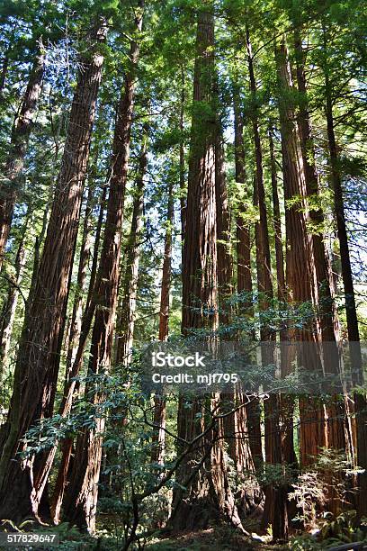 Redwood Trees At Muir Woods Stock Photo - Download Image Now - California, Californian Sierra Nevada, Famous Place