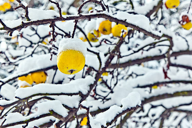 istock ripe apples are hanging on a branch 517829719
