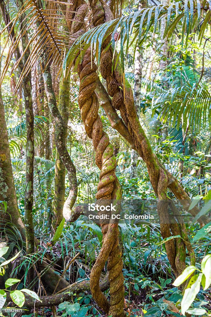 Jungle Vines Jungle vines and foliage in Madidi National Park near Rurrenabaque, Bolivia Amazon Rainforest Stock Photo