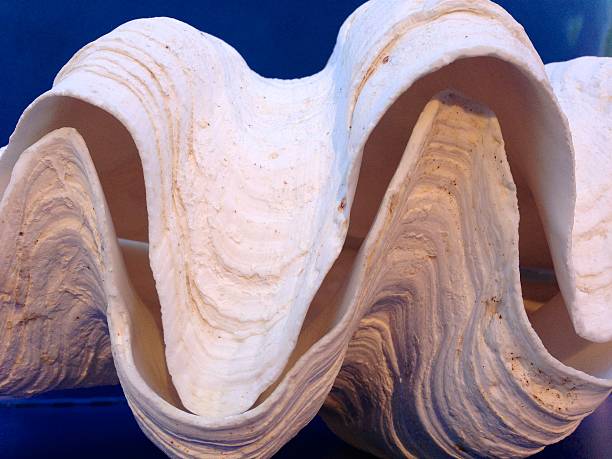 istock Close-up of giant clam shell with blue background 517830349