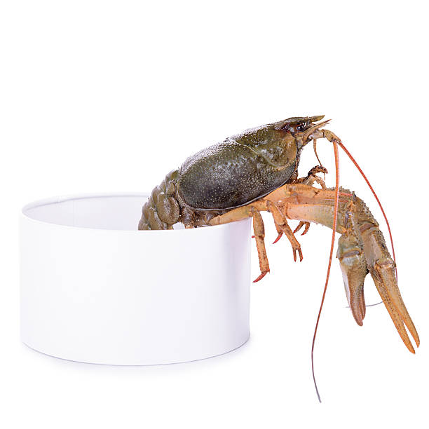 istock live animal crawfishes 517830969