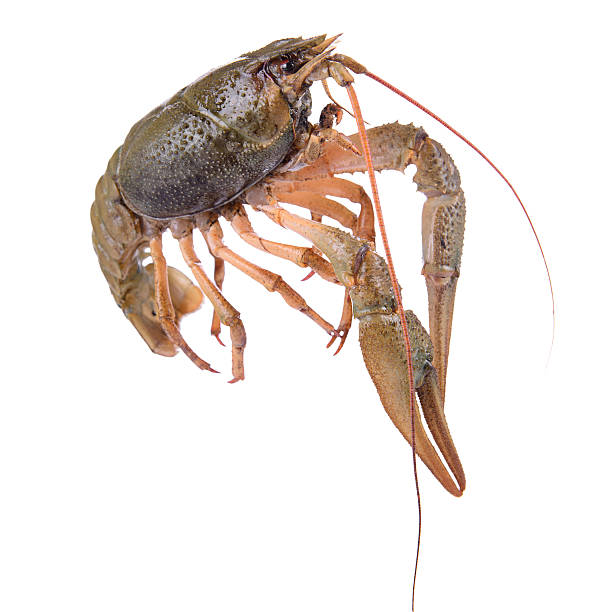 istock live animal crawfishes 517831001