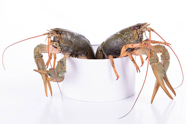 live animal crawfishes