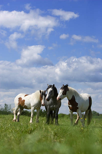 istock Three Gypsy horses in a field 517831043
