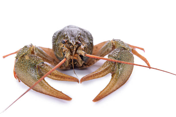 istock live animal crawfishes 517831047