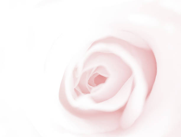 istock sweet flowers in soft style for background 517831585
