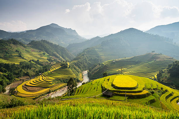 istock Terraced Rice Fields in Vietnam 517831847