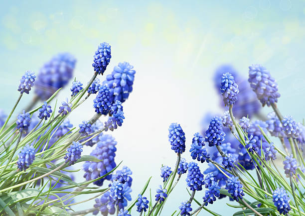 Muscari stock photo