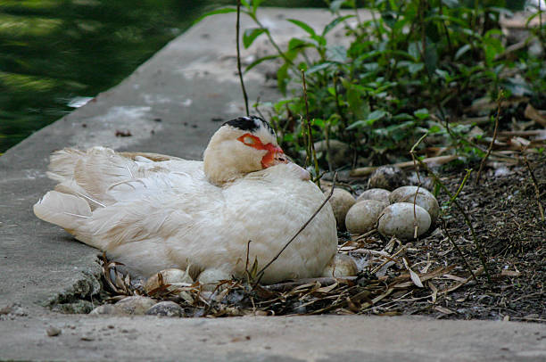 istock Pata shocking at the lakeside - Anatidae 517832605
