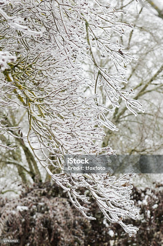 Ice Buds Ice surrounds the branches of ornamental trees during a winter snow and freezing rain storm Branch - Plant Part Stock Photo