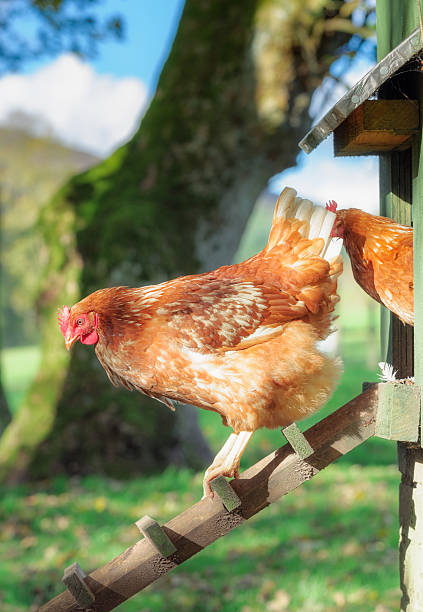 istock Chicken heading out of the coop 517833569
