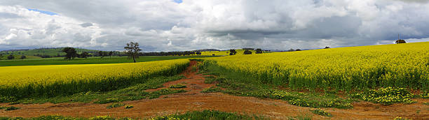 Green hills, golden crops and red earth Green pastures, golden crops of canola and rich red soils -  agriculture and farming Cowra NSW Australia.  3 image stitched panorama. cowra stock pictures, royalty-free photos & images