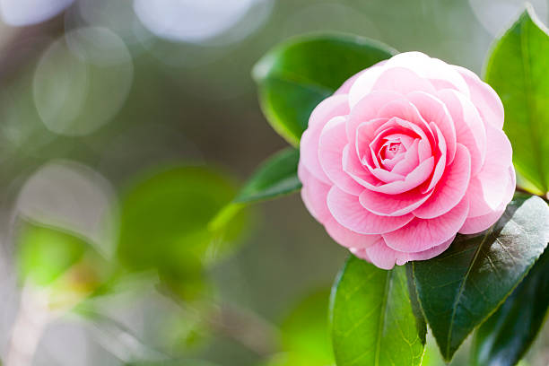 różowy kamelia - camellia day nobody single flower zdjęcia i obrazy z banku zdjęć