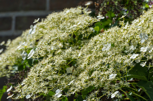 Closeup of the white flowers of a Climbing Hydrangea or Hydrangea anomala petiolaris in springtime.