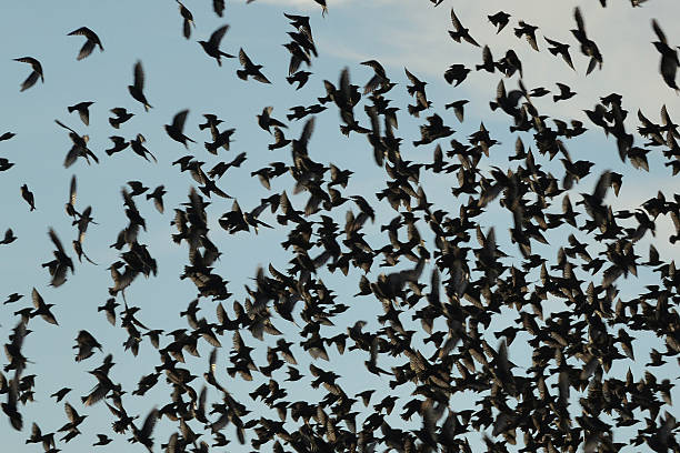 istock Flock of Birds 517836023