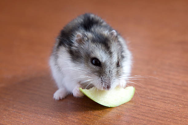 istock cute hamster eats a slice of apple 517837898