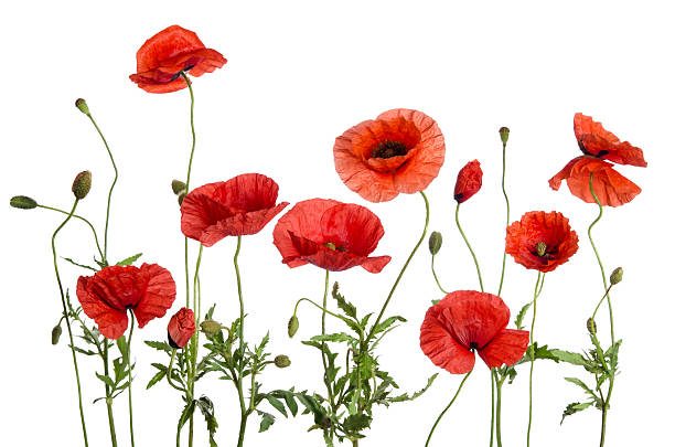 istock red poppies  isolated on white background 517838042