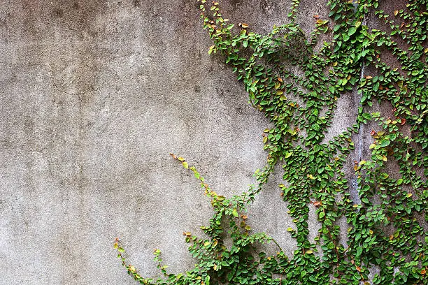 Photo of Green Ivy leaves or creeper plant on old cement wall