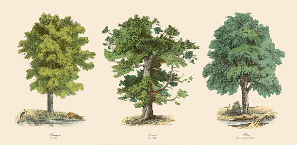 ozdobne drzewa w lesie, wiktoriański ilustracja botaniczne - drzewo obrazy stock illustrations