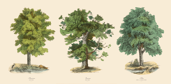 Very Rare, Beautifully Illustrated Antique Engraved Victorian Botanical Illustration of Trees in the Forest Including Ash, Oak and Linden: Plate 43, from The Book of Practical Botany in Word and Image (Lehrbuch der praktischen Pflanzenkunde in Wort und Bild), Published in 1886. Copyright has expired on this artwork. Digitally restored.