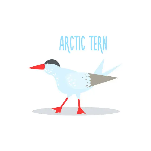 Vector illustration of Arctic Tern Vector Illustration