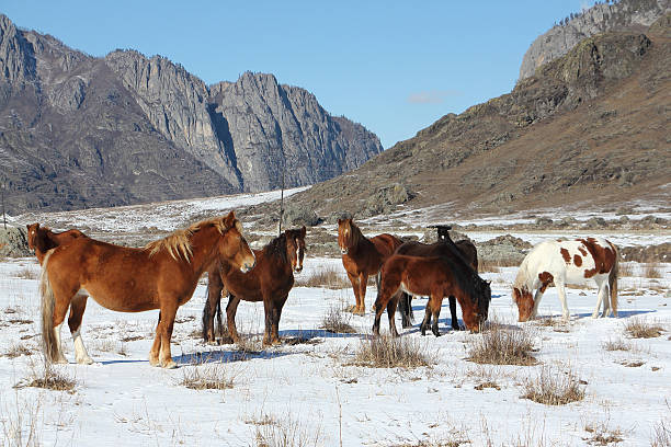 istock Horses are grazed on a snow glade among mountains 517840146
