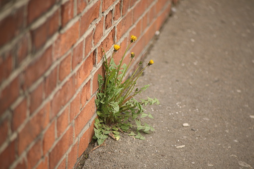 Wall of bricks with a plant Dandelion growing from the asphalt. Concept: Power of Nature