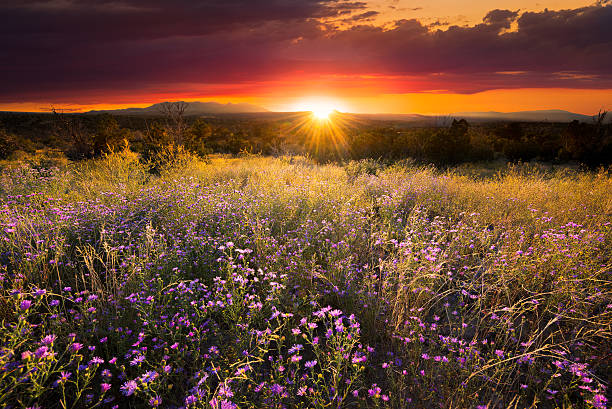 kuvapankkikuvat ja rojaltivapaat kuvat aiheesta violetit asterit auringonlaskun aikaan - new mexico